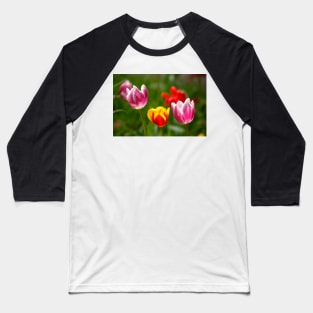 (Tulipa); Tulip; Tulips; Flower; Flower; colorful, tulip blossom Baseball T-Shirt